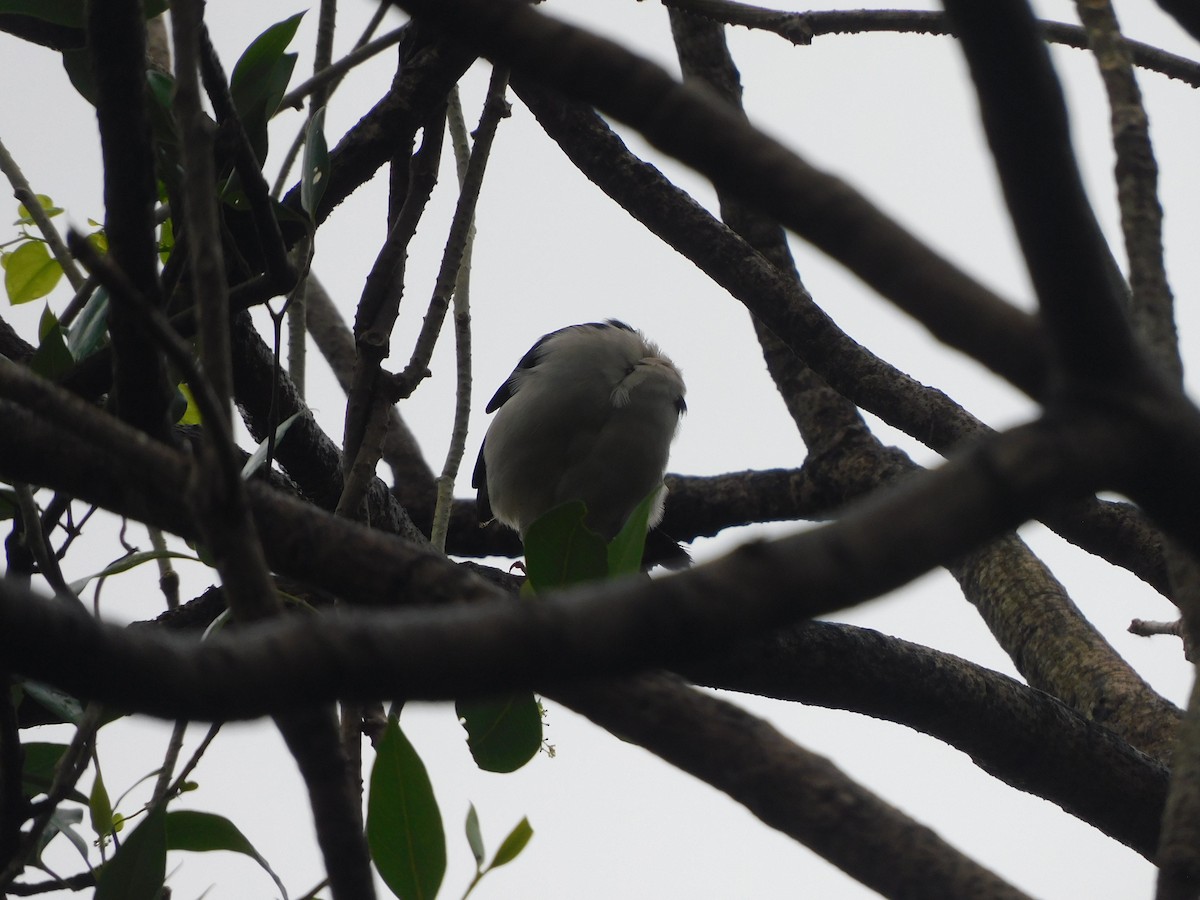 Indian Pied Starling - ML642805516