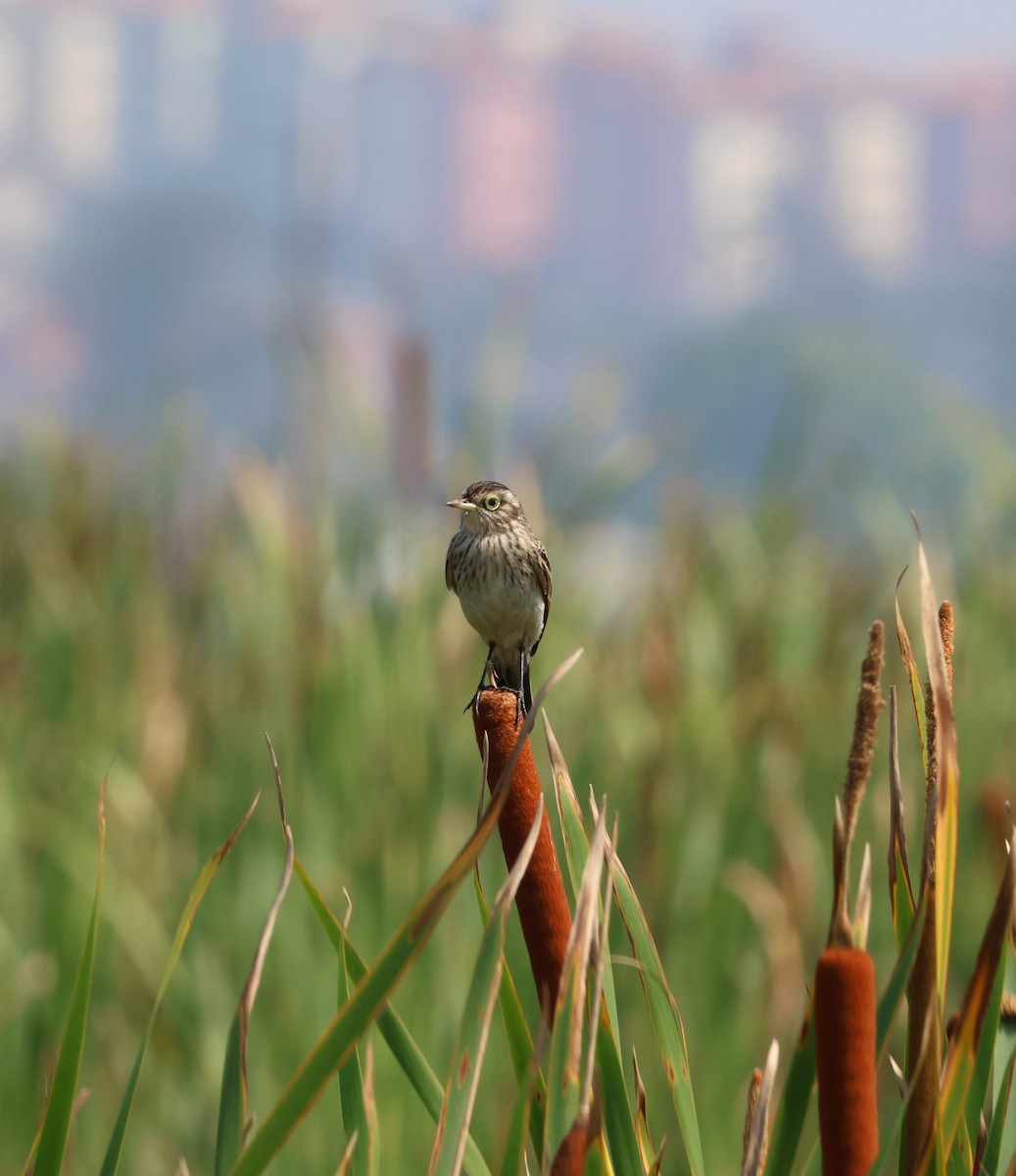 Spectacled Tyrant - ML642805520