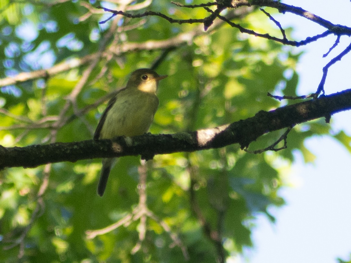 Yellow-bellied Flycatcher - ML642805522