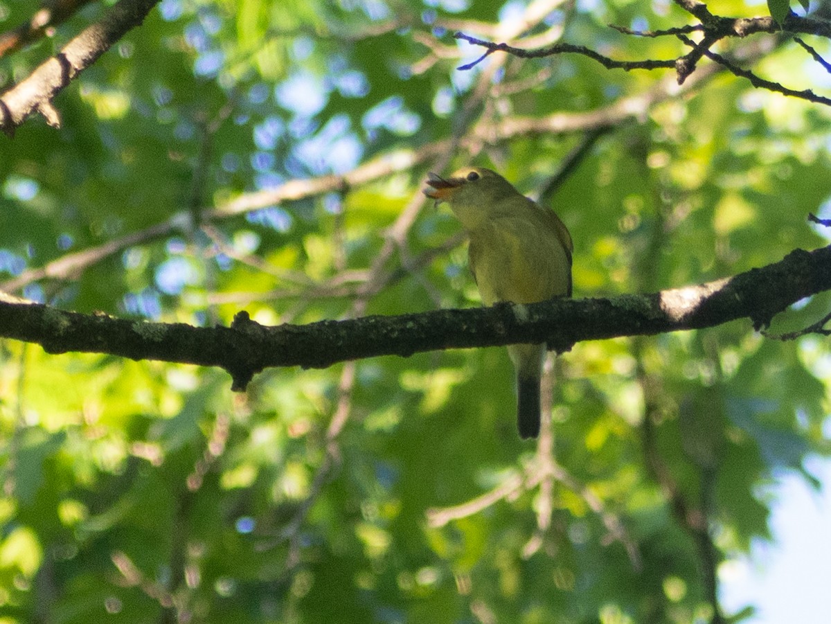 Yellow-bellied Flycatcher - ML642805523