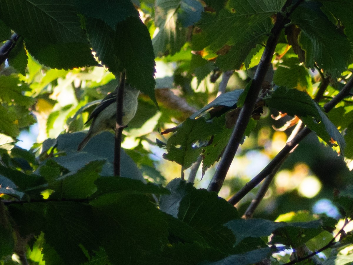 Least Flycatcher - ML642805524