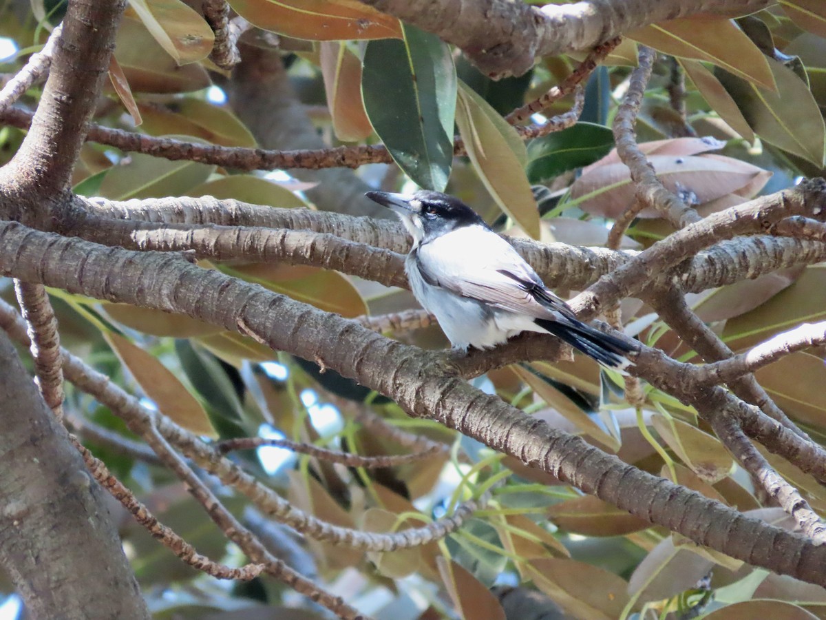 Gray Butcherbird - ML642805544