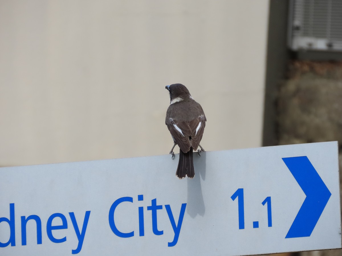 Gray Butcherbird - ML642805546