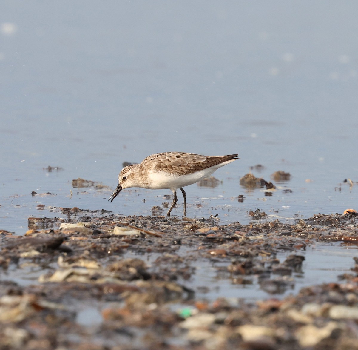 Semipalmated Sandpiper - ML642805552