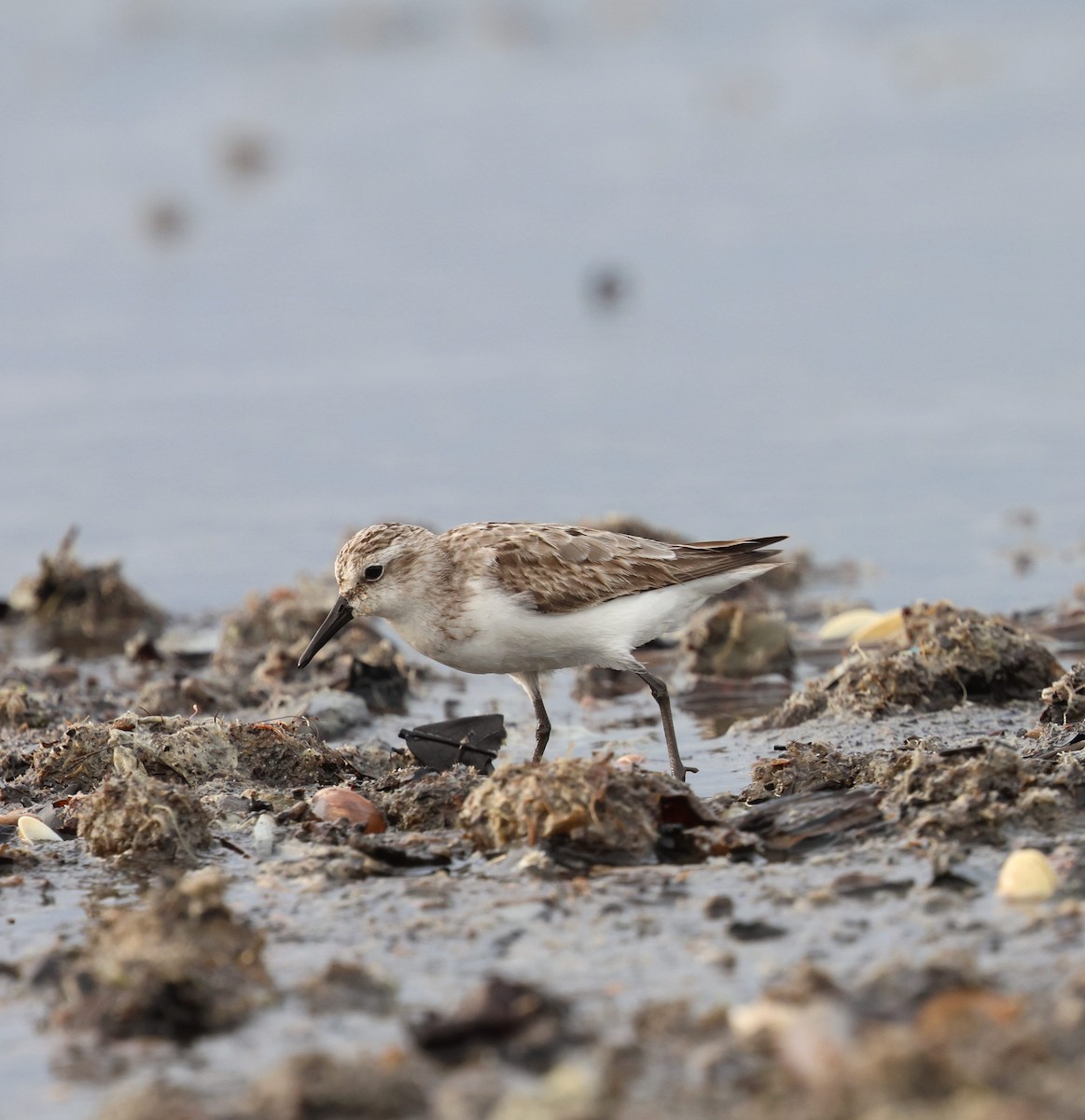 Semipalmated Sandpiper - ML642805553