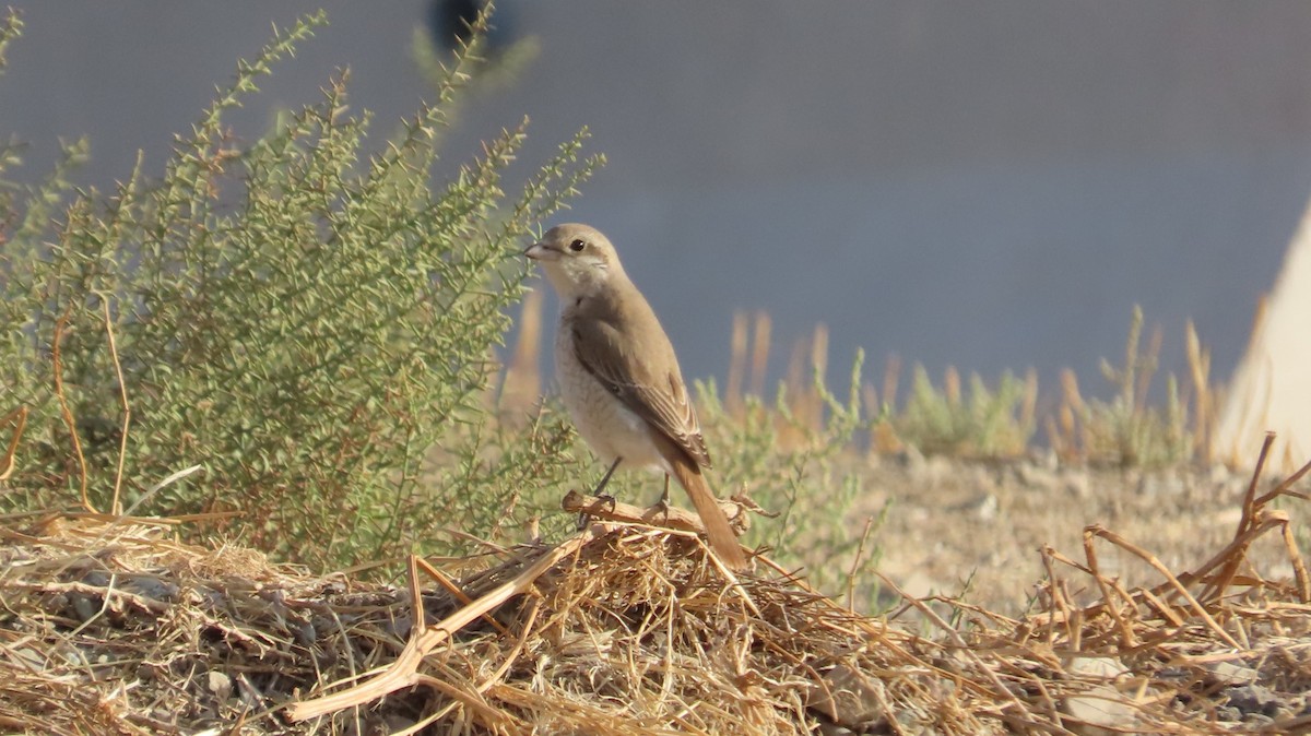 Isabelline Shrike - ML642805561