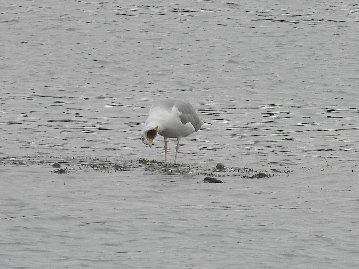 Yellow-legged Gull - ML642805573