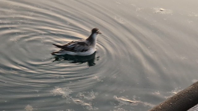 Red Phalarope - ML642805588
