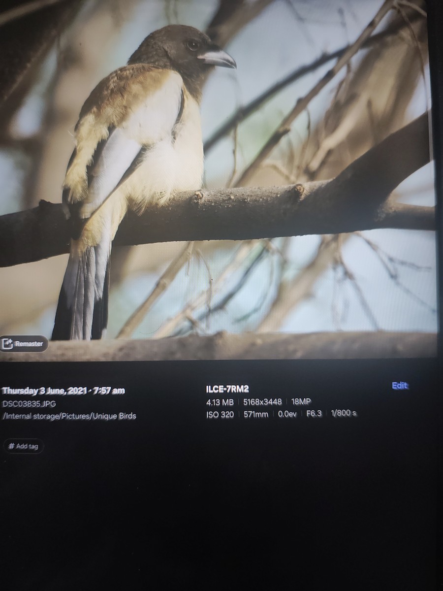 Rufous Treepie - ML642805590