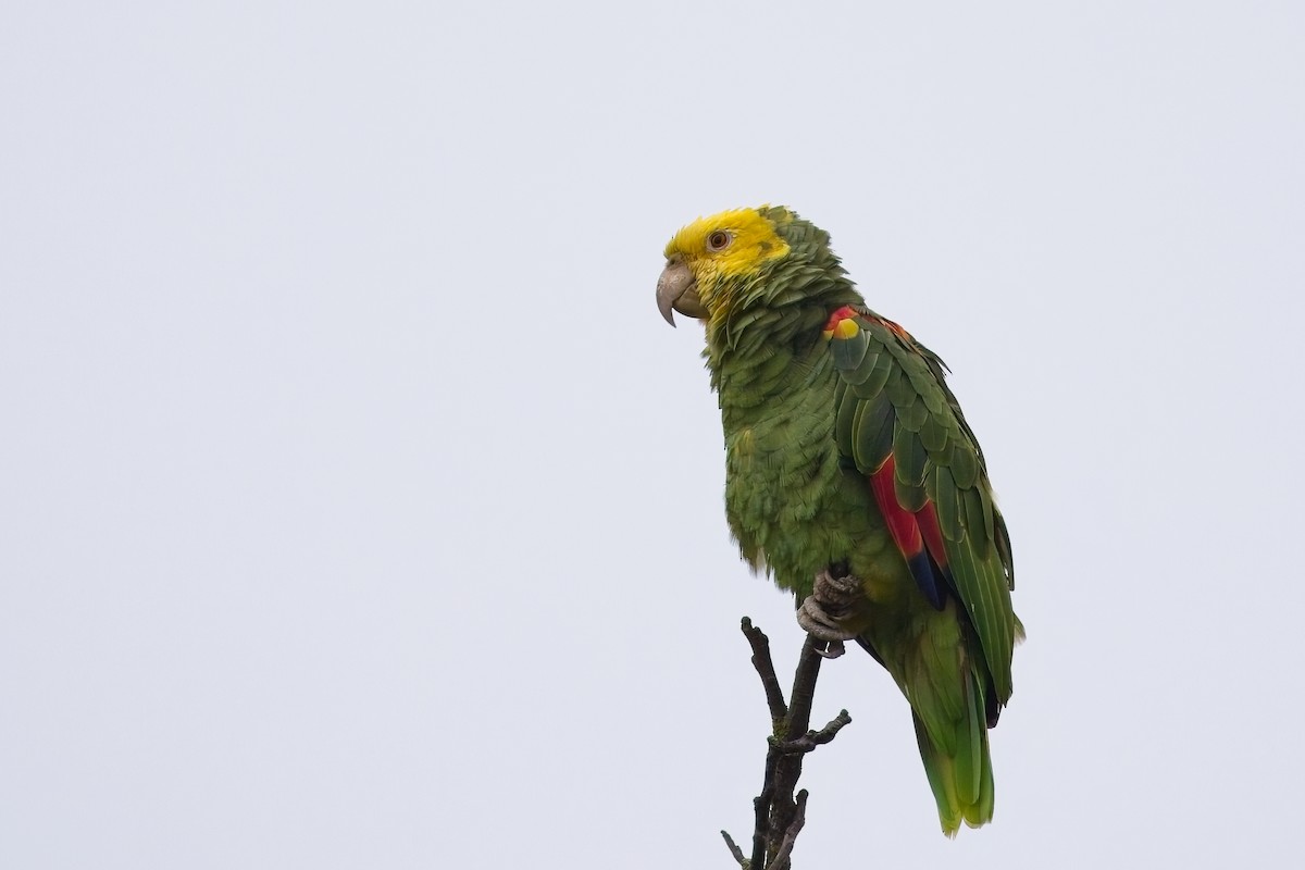 Yellow-headed Amazon - ML642805603