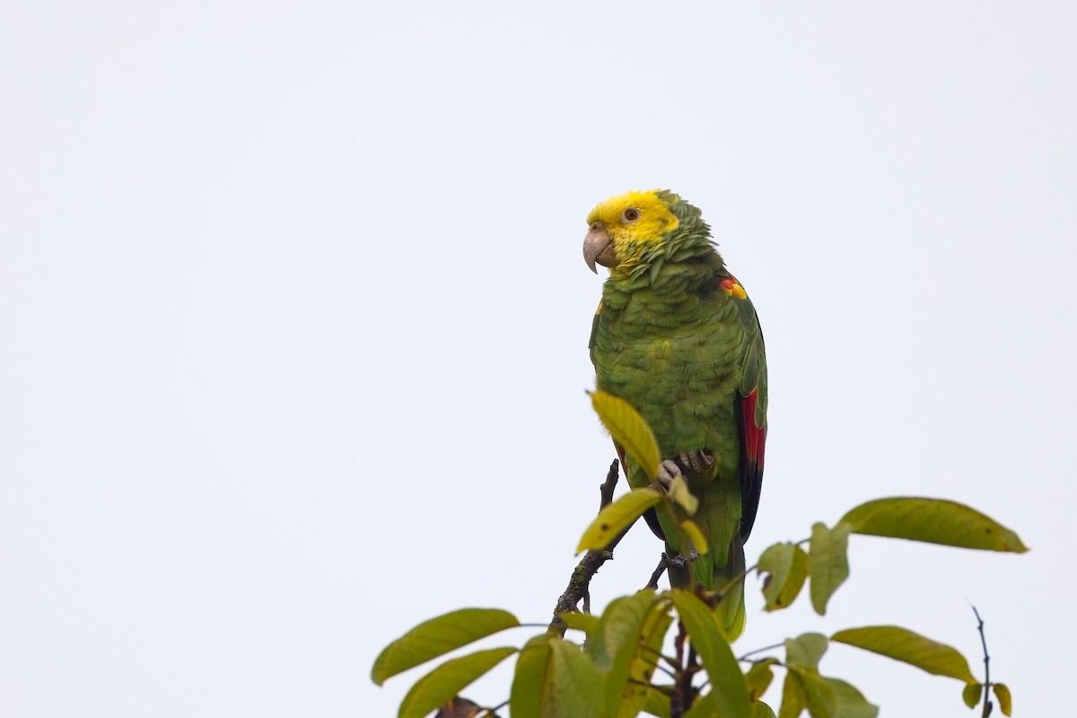 Yellow-headed Amazon - ML642805604