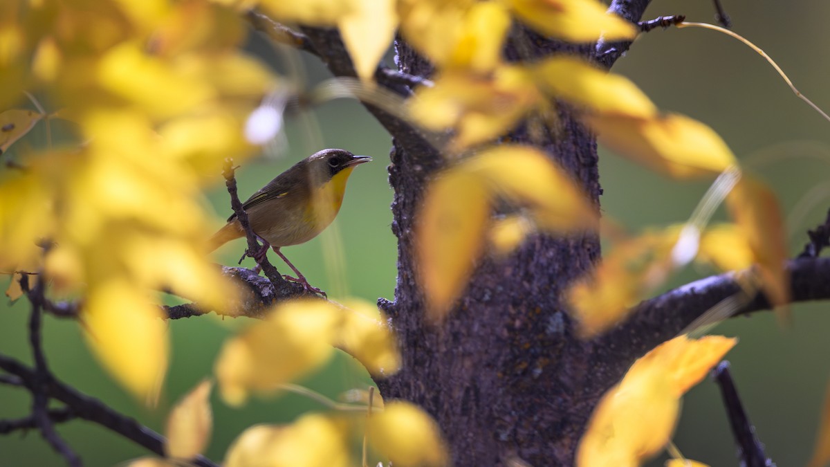 Common Yellowthroat - ML642805610