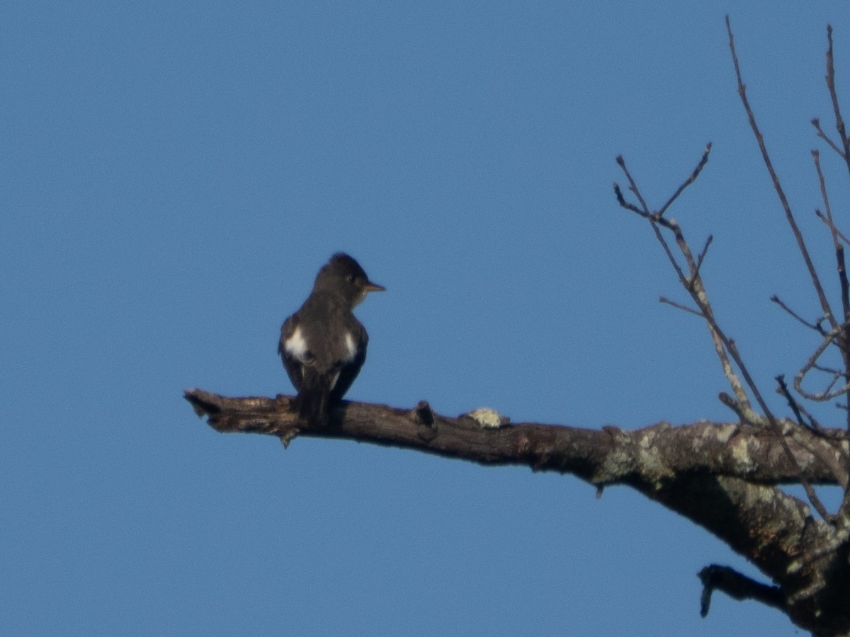 Olive-sided Flycatcher - ML642805617