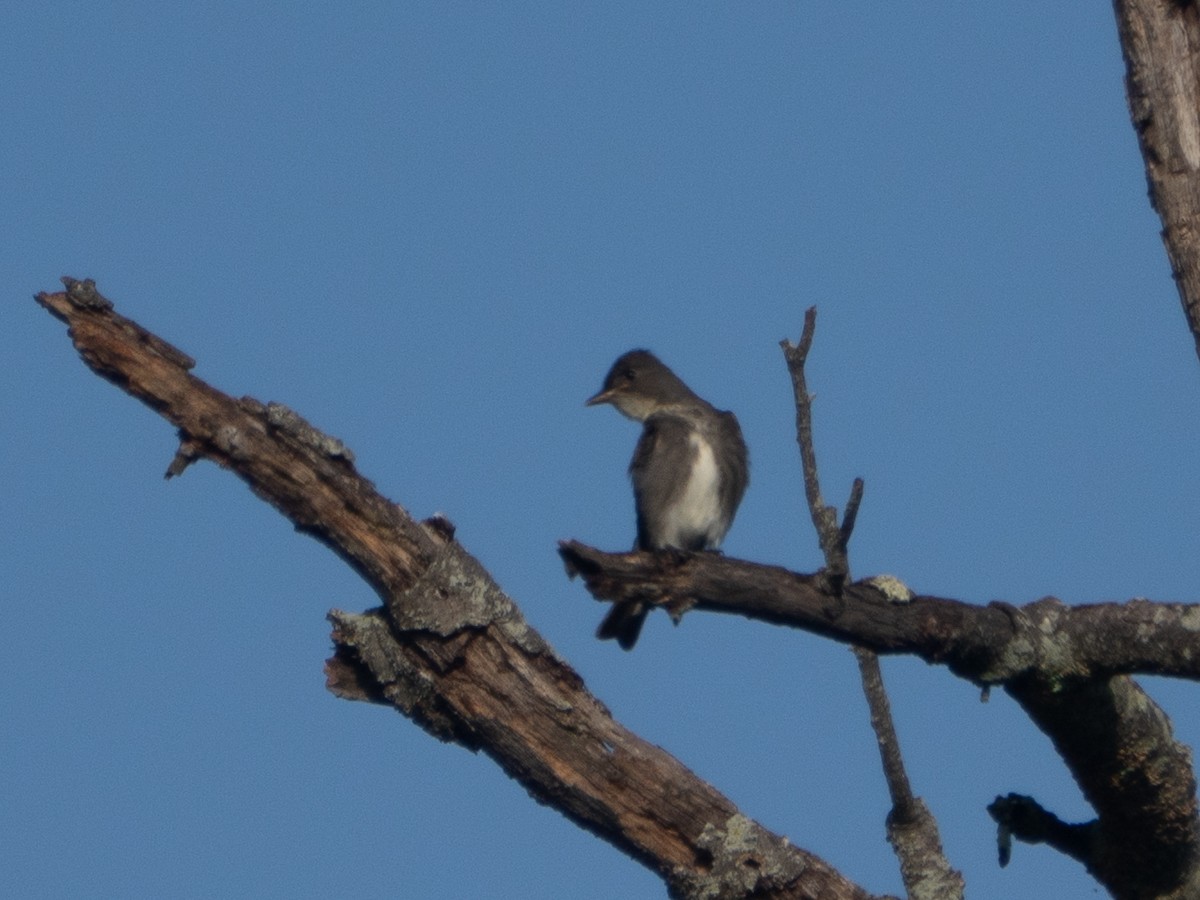 Olive-sided Flycatcher - ML642805618