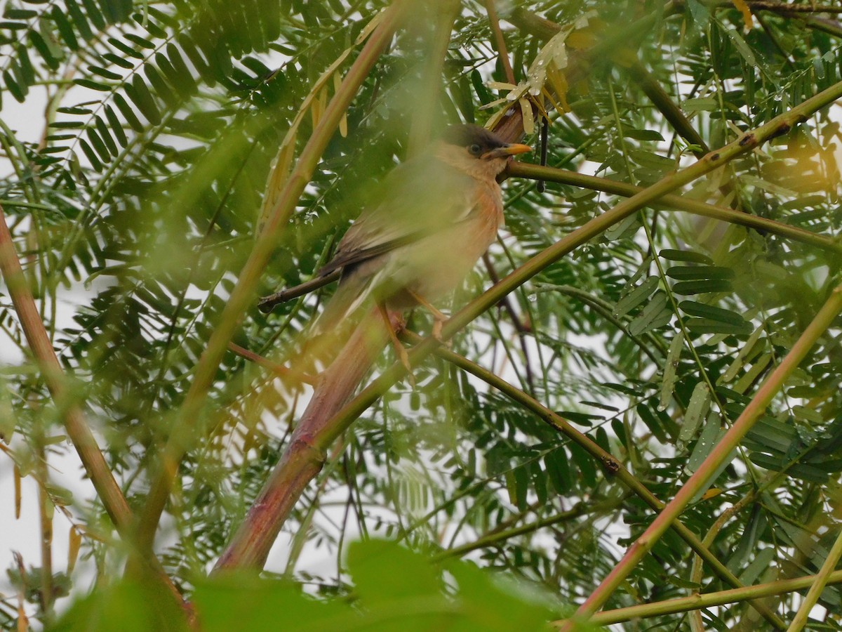 Brahminy Starling - ML642805625