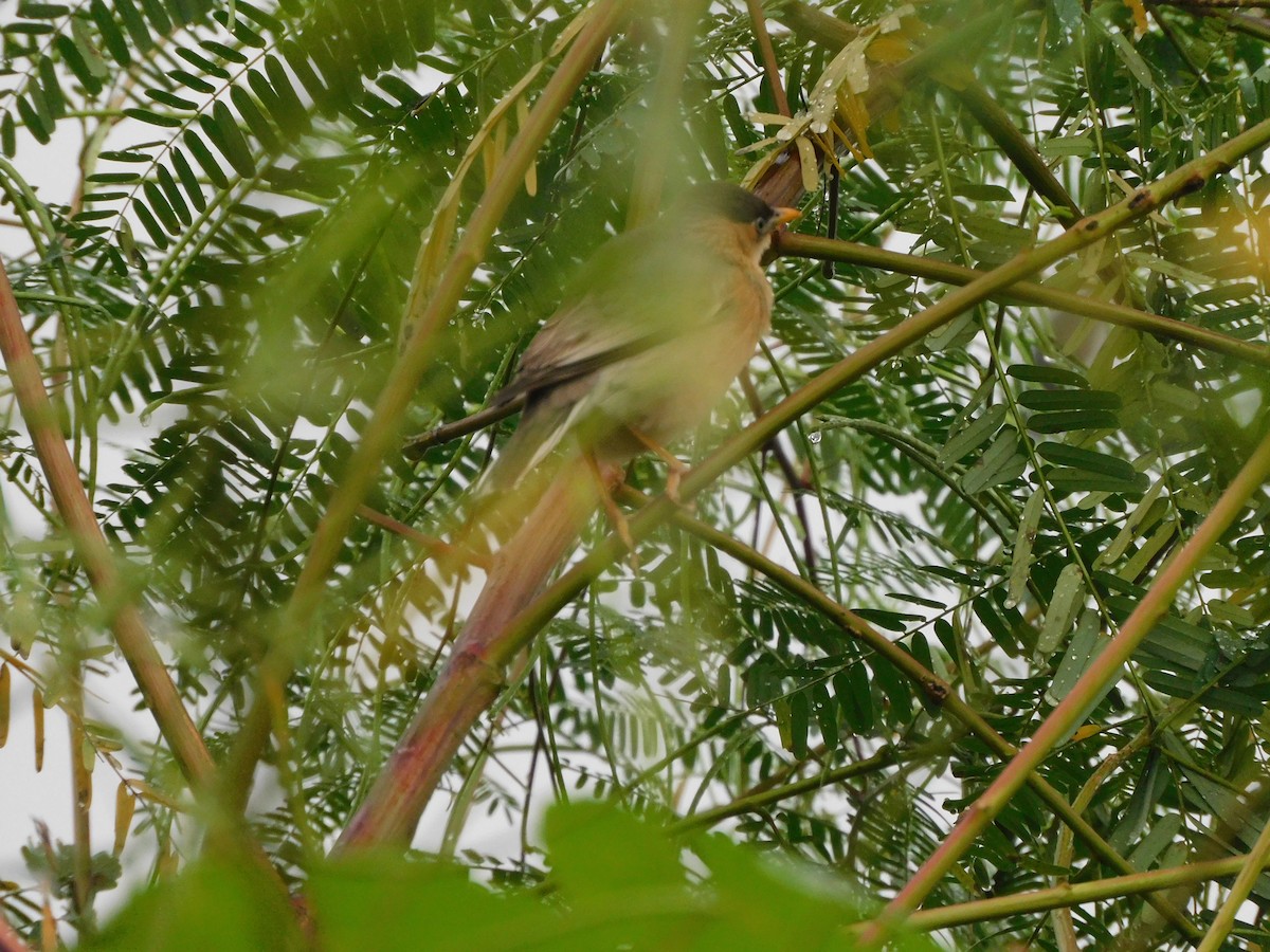 Brahminy Starling - ML642805626