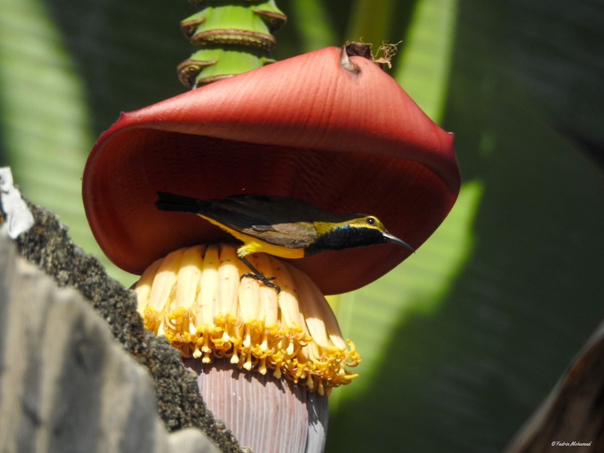 Sahul Sunbird - ML642805639