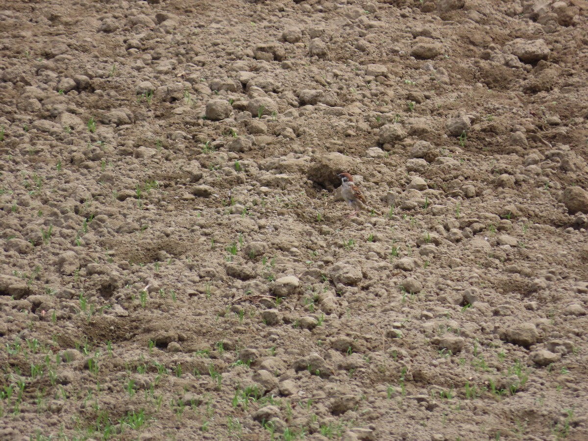 Eurasian Tree Sparrow - ML642805642