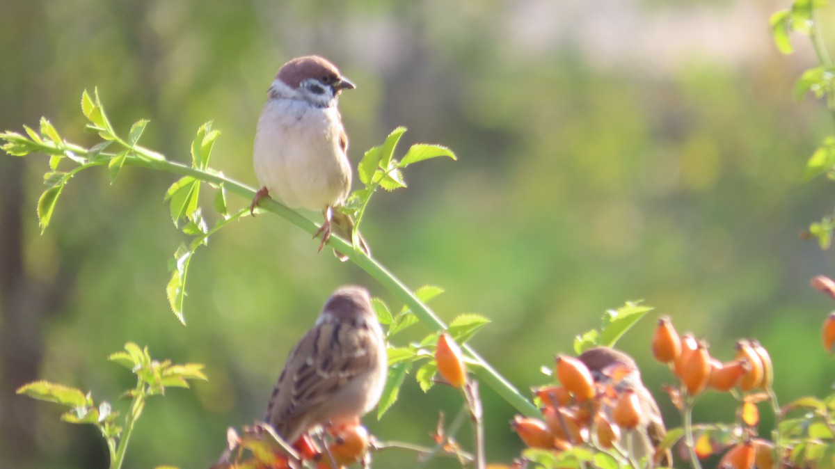 Eurasian Tree Sparrow - ML642805645