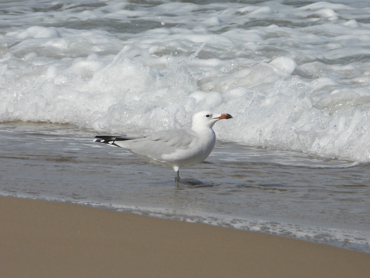 Audouin's Gull - ML642805648