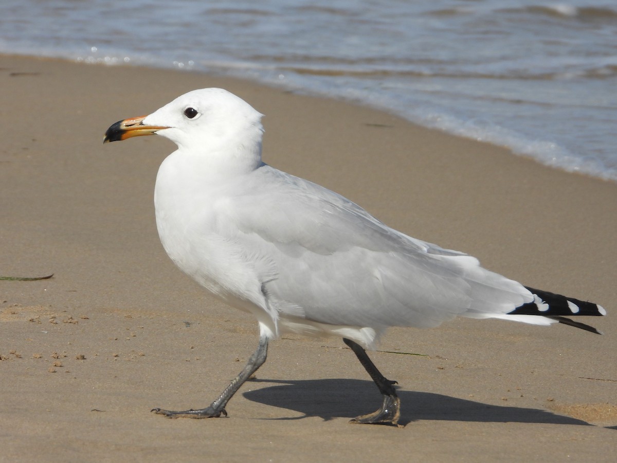 Audouin's Gull - ML642805649
