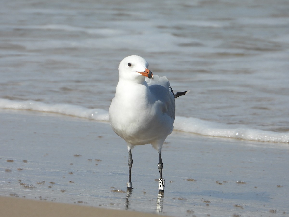 Audouin's Gull - ML642805650