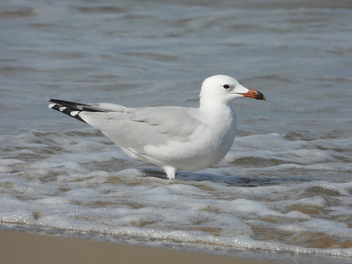 Audouin's Gull - ML642805651