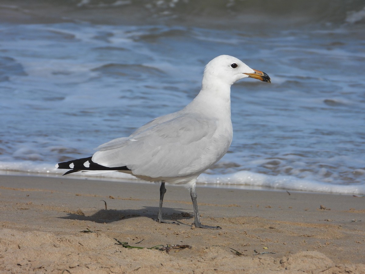 Audouin's Gull - ML642805652