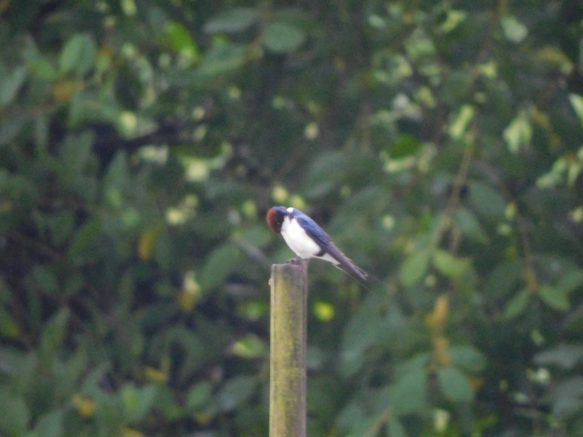 Wire-tailed Swallow - ML642805667
