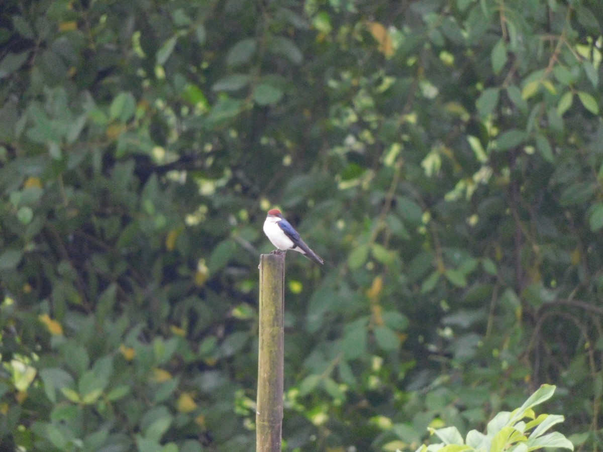 Wire-tailed Swallow - ML642805668