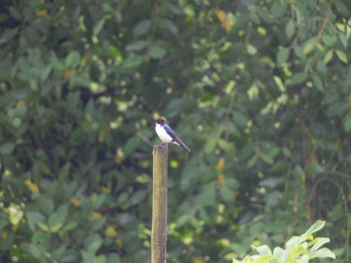 Wire-tailed Swallow - ML642805669