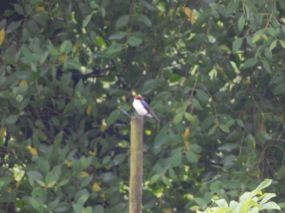 Wire-tailed Swallow - ML642805670