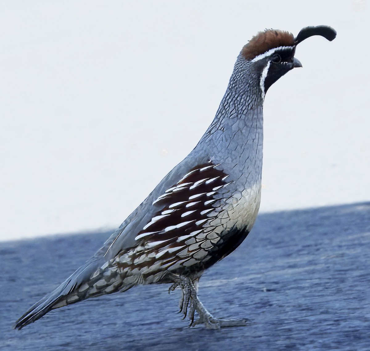Gambel's Quail - ML642805683