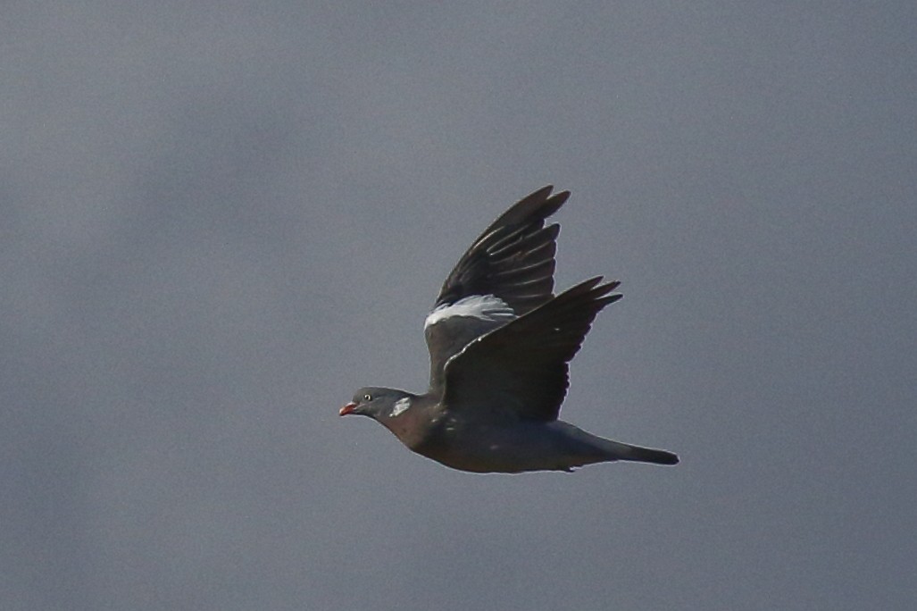 Common Wood-Pigeon - ML642805685
