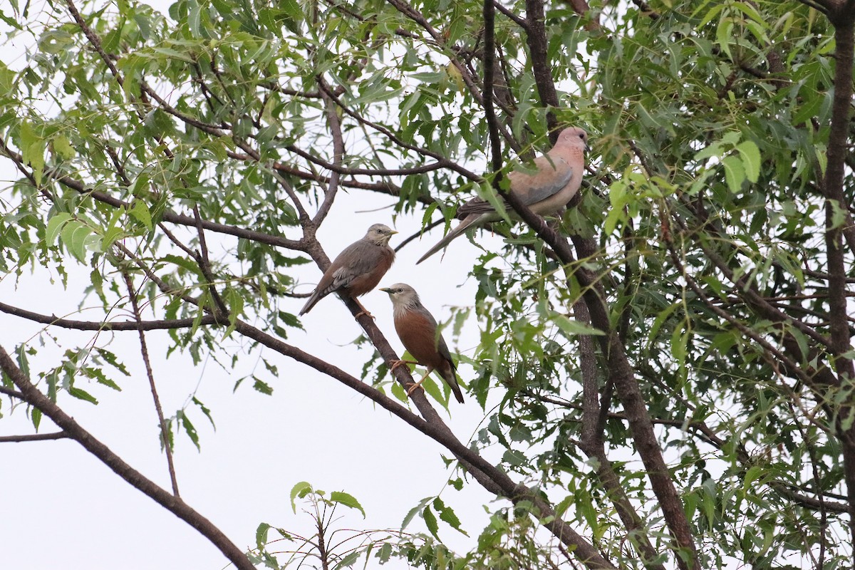 Chestnut-tailed Starling - ML642805703