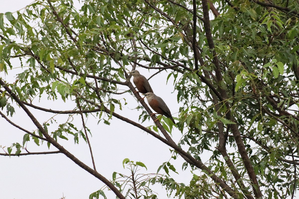 Chestnut-tailed Starling - ML642805704
