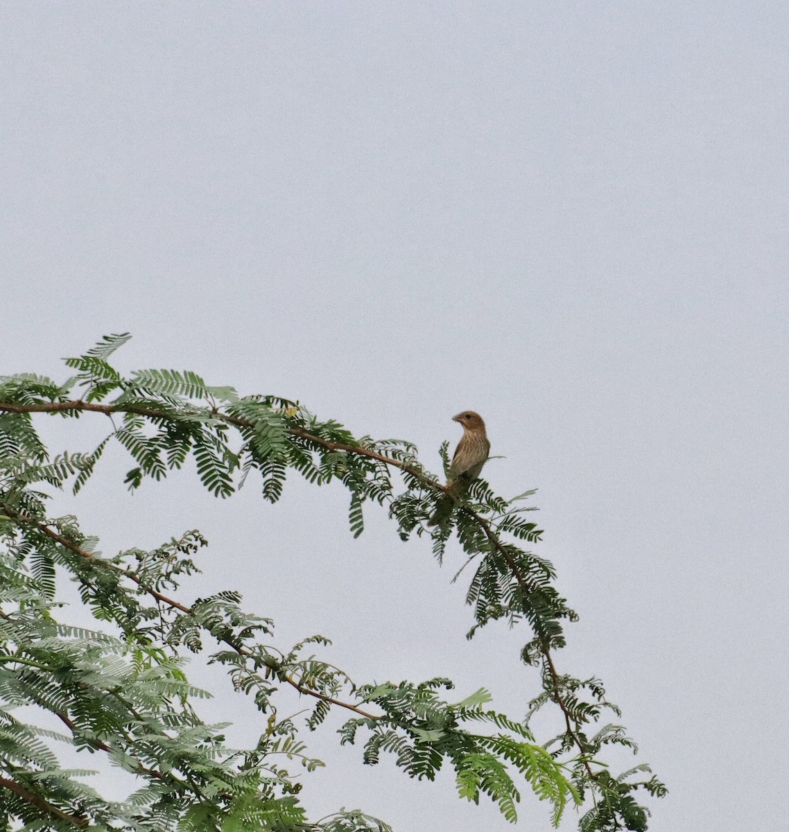 Common Rosefinch - ML642805709