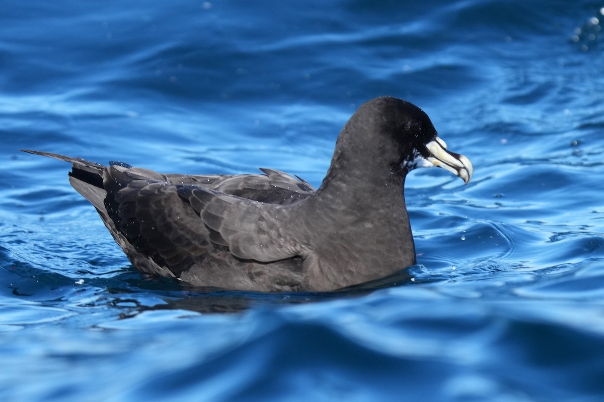 White-chinned Petrel - ML642805714