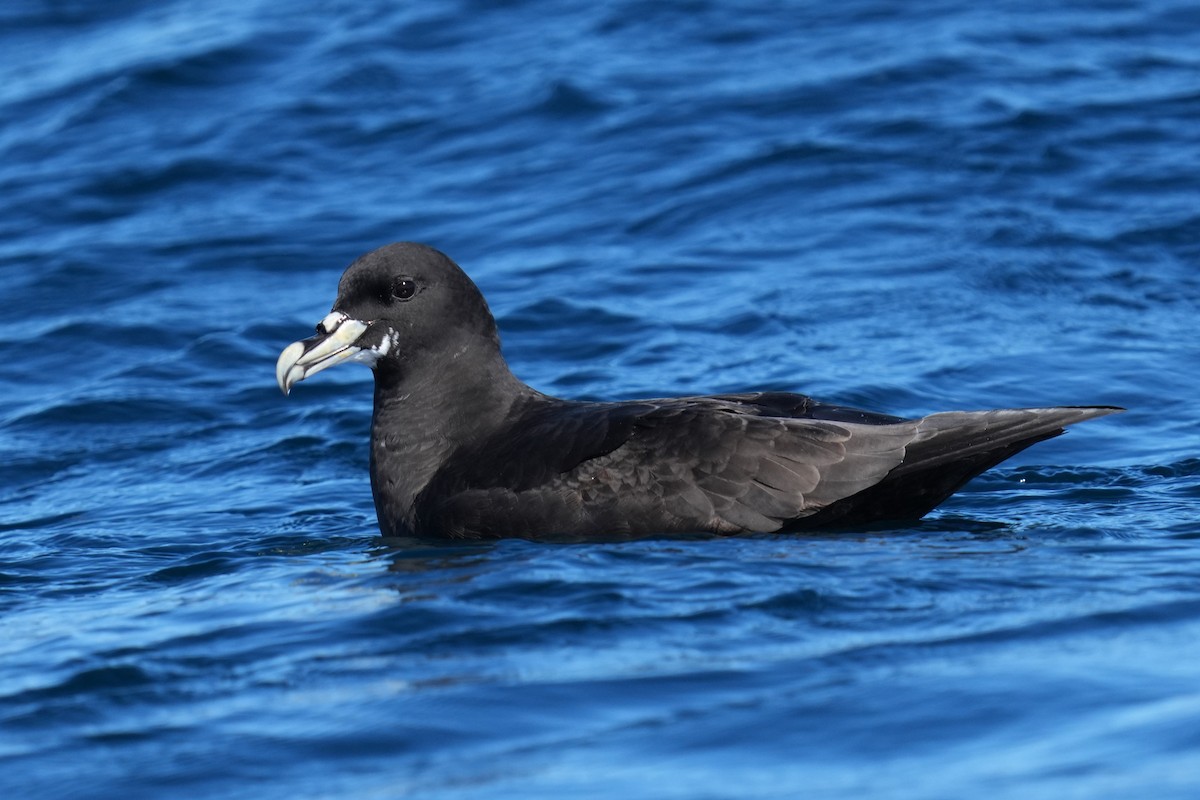 White-chinned Petrel - ML642805715