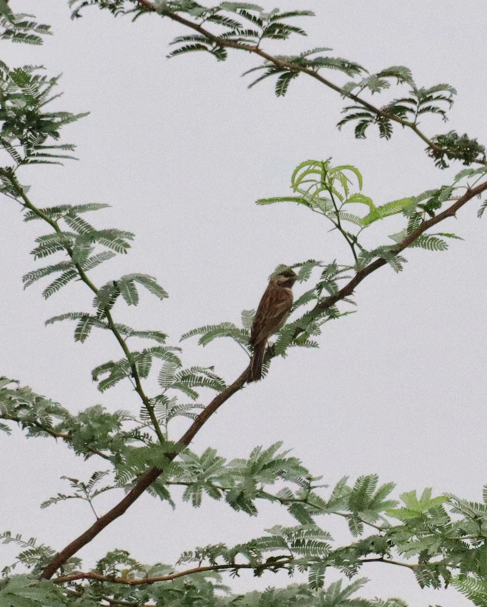 White-capped Bunting - ML642805718