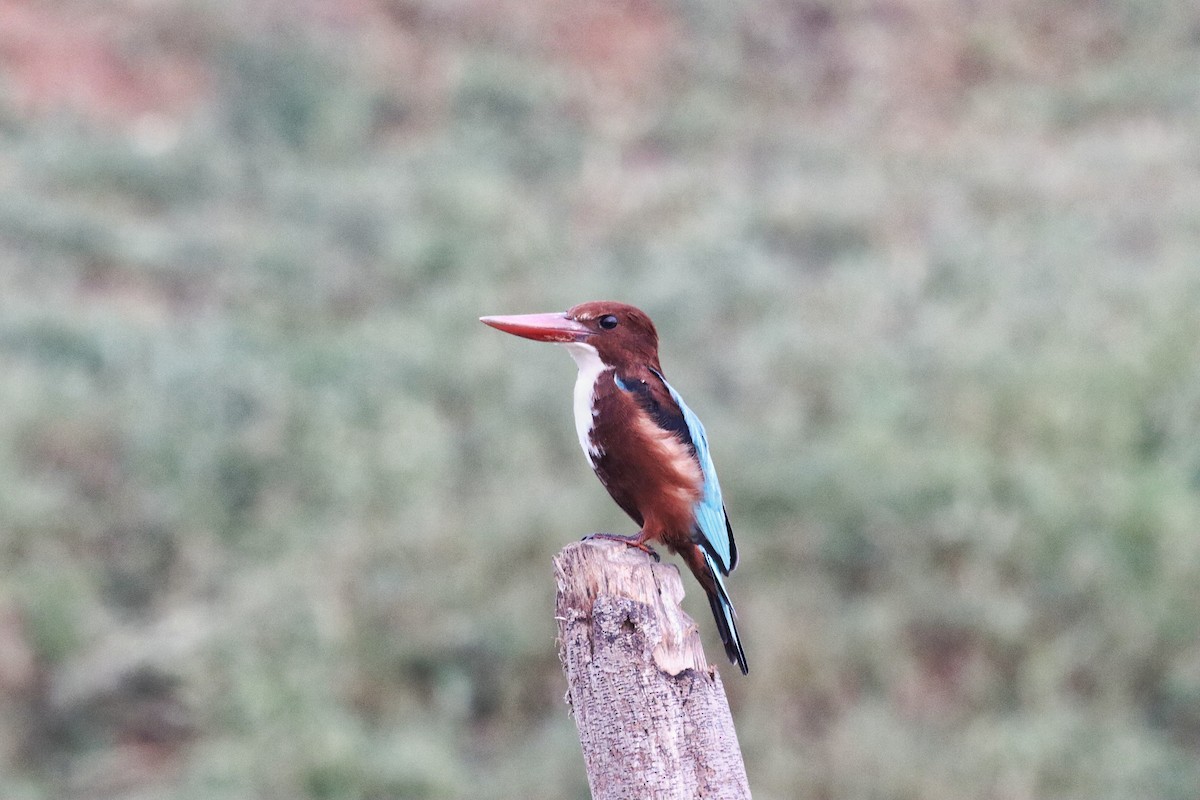 White-throated Kingfisher - ML642805736