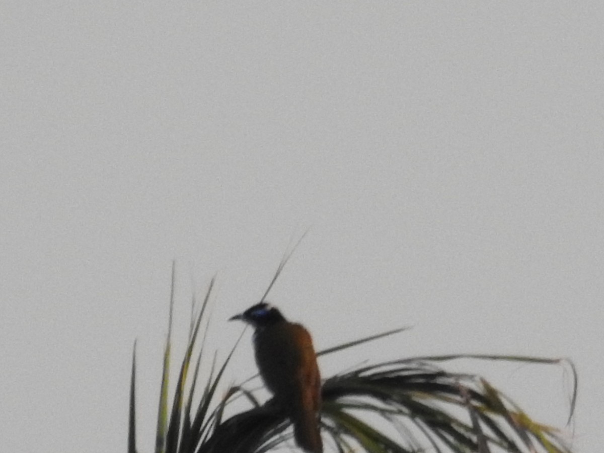 Blue-faced Honeyeater - ML642805741
