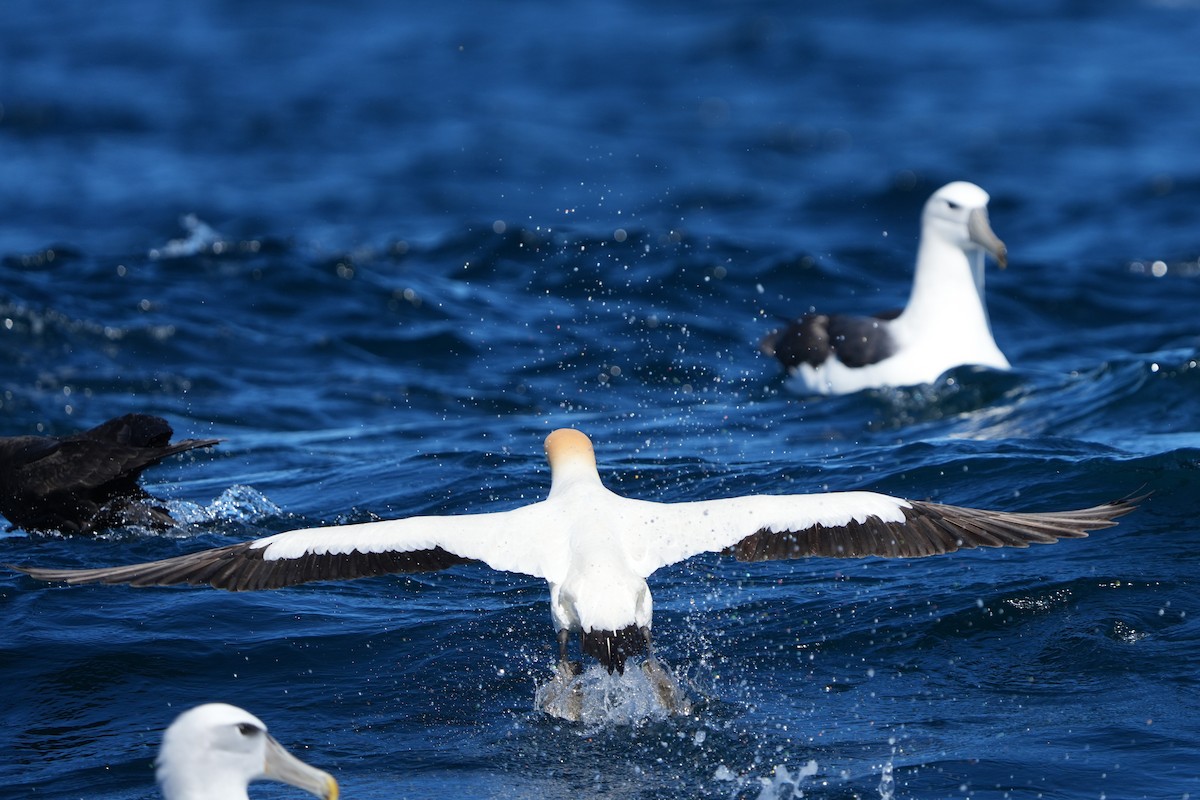 Cape Gannet - ML642805742