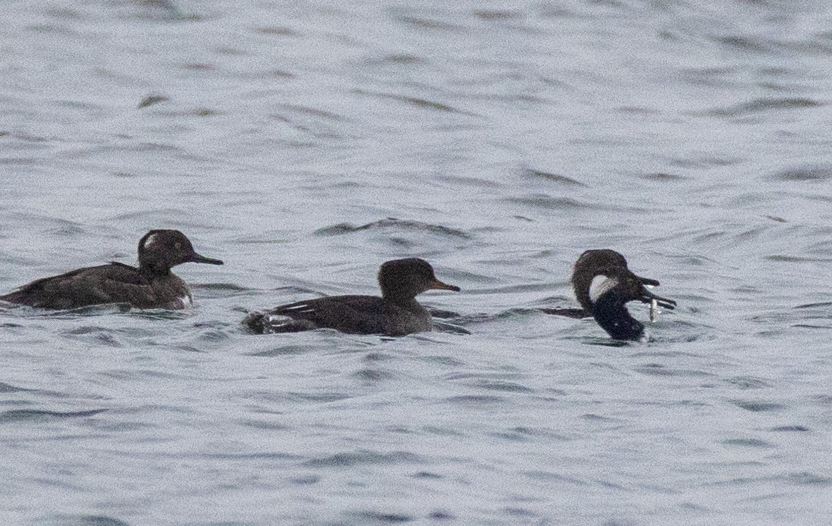 Hooded Merganser - ML642805749