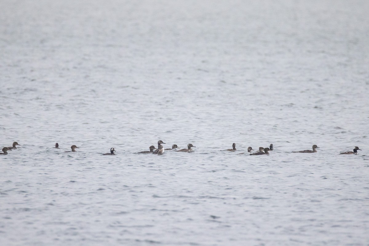 Hooded Merganser - ML642805750