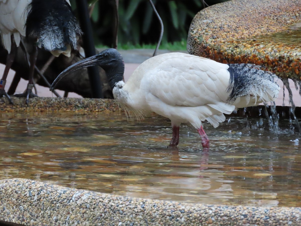Australian Ibis - ML642805765