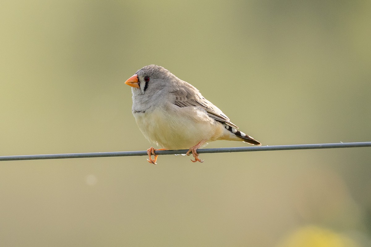 Zebra Finch (Australian) - ML642805768