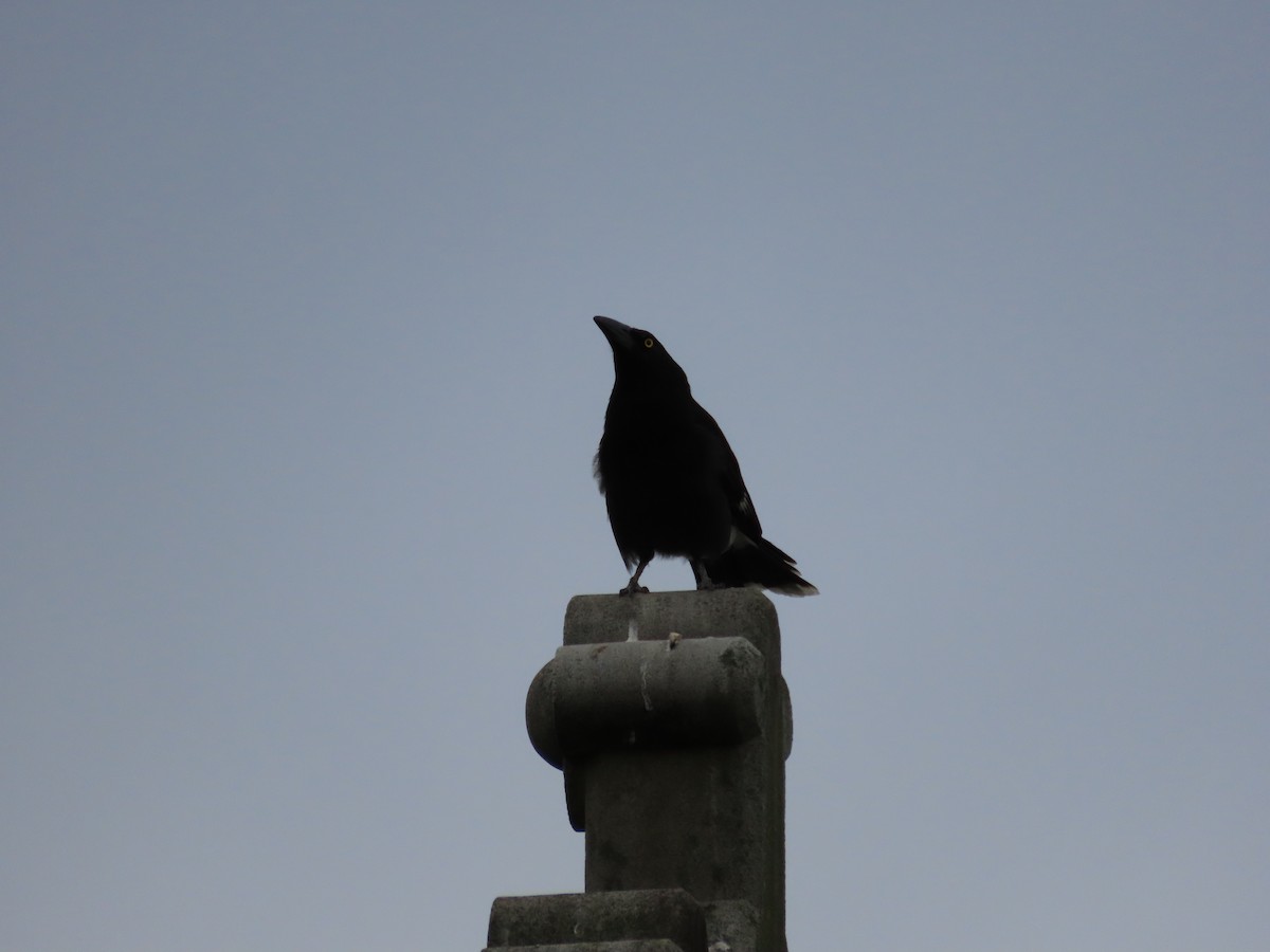 Pied Currawong - ML642805773