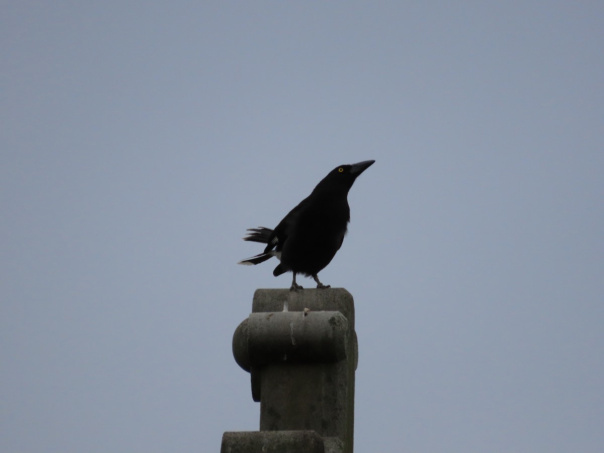 Pied Currawong - ML642805774