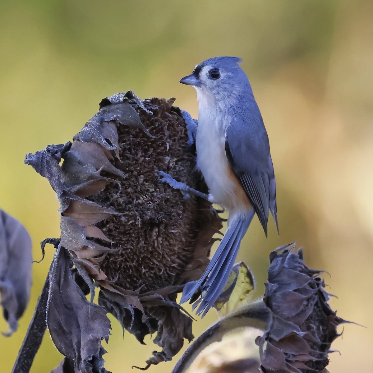 Tufted Titmouse - ML642805778